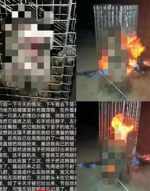 南阳理工爆料事件真相视频,揭秘真相背后的真相