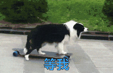 叶枫爆料边牧视频大全下载